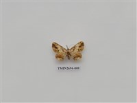 藏品(尺蛾238)的圖片